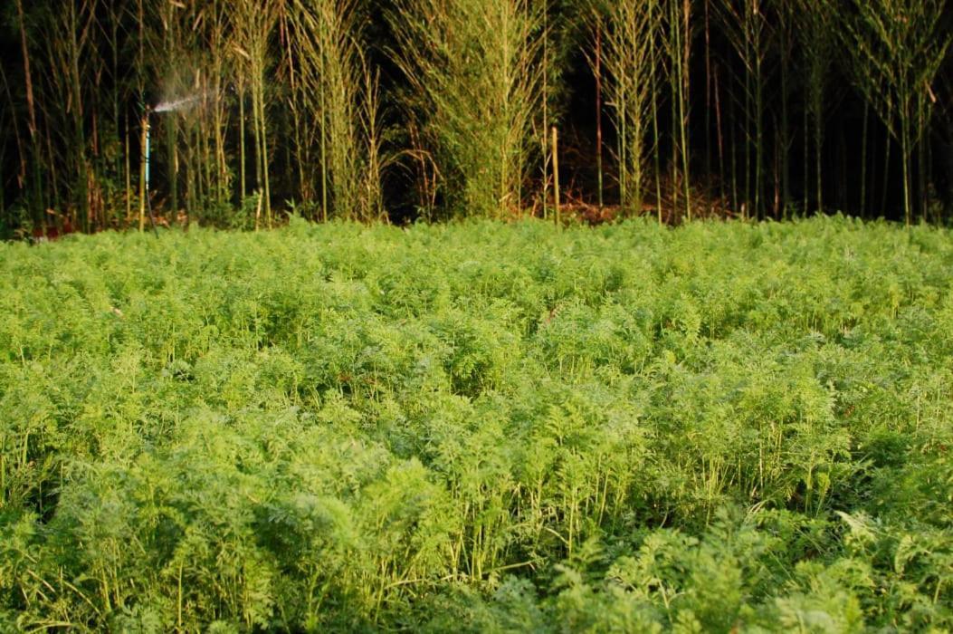 Chacara Das Lendas E Cancoes باسا كواترو المظهر الخارجي الصورة