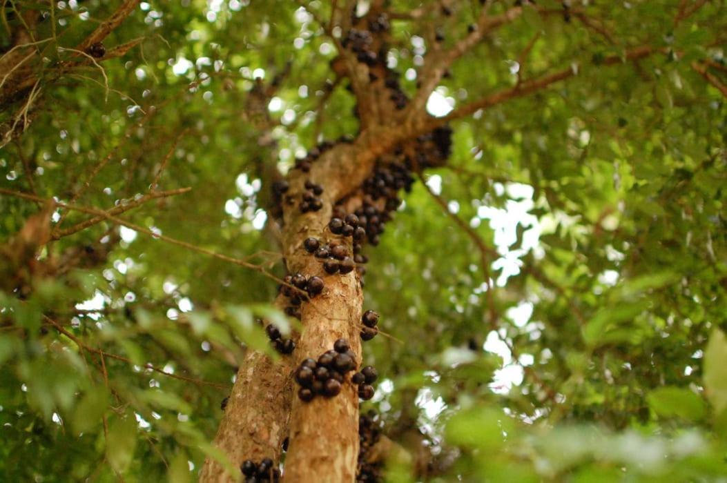 Chacara Das Lendas E Cancoes باسا كواترو المظهر الخارجي الصورة